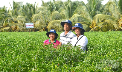 Cây ớt 'kết duyên' vùng ngọt hóa Gò Công