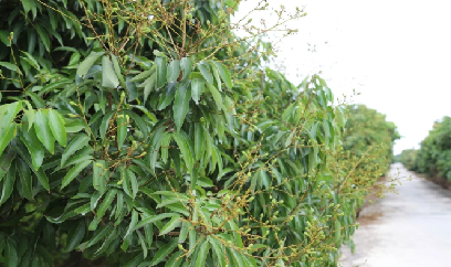 Vải Thanh Hà chuyển trục sản xuất, nâng chuẩn để giữ thị trường