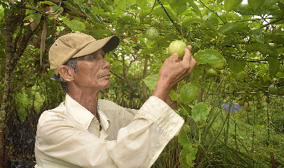 Bất ngờ trái chanh dây có vị ngọt, ăn như nhãn lồng