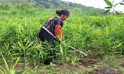 Nậm Chày mừng với cây gừng
