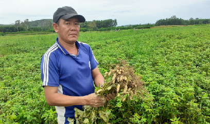 Lạc đạt năng suất 'khủng' trên đất lúa kém hiệu quả
