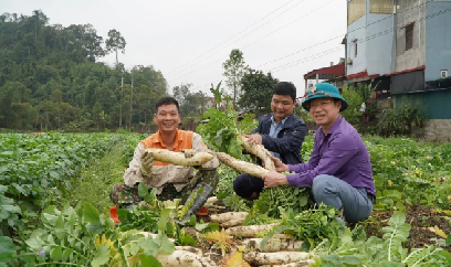 Thu hoạch củ cải Nhật, đón niềm vui đầu năm