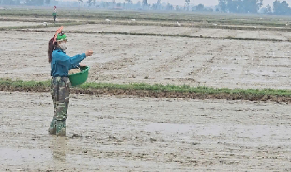 Nông dân Quảng Bình gieo sạ lúa đông xuân sớm trong mưa lạnh