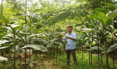 Cây khôi nhung - 'mỏ vàng xanh' dưới tán rừng