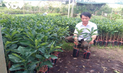 'Vương quốc hoa kiểng' thất thu do dịch Covid-19 