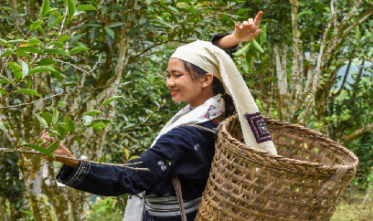 Chè Shan tuyết Na Hang được chứng nhận chỉ dẫn địa lý