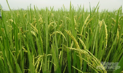 Nhiệt độ ngày - đêm chênh lệch lớn, cảnh giác bệnh đạo ôn cổ bông