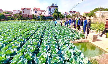 Hà Nội xây dựng mô hình sản xuất rau an toàn gắn với du lịch