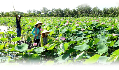 Phát triển hoa, cây cảnh gắn với du lịch nông nghiệp