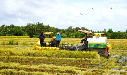 Thận trọng xuống giống lúa đông xuân sớm