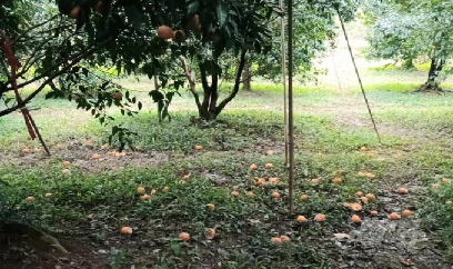 Cam, quýt rụng đầy vườn do mưa rét