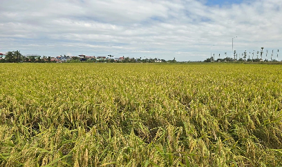 Tẻ Nương Hà Giang vững vàng trên đất nhiễm mặn