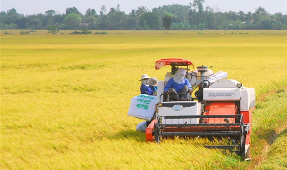 Nông dân ĐBSCL bình thản trước thông tin nhập gạo Ấn Độ