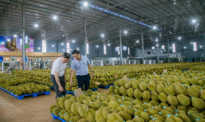 Đắk Lắk tăng tốc số hóa vùng trồng sầu riêng
