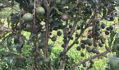 Xã vùng biên thay da đổi thịt nhờ cây mắc ca