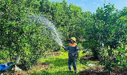 Nông dân tìm cách 'giải nhiệt' cho cây ăn quả