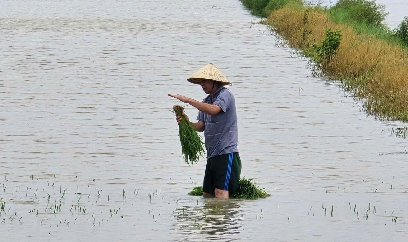 Hải Phòng yêu cầu nông dân dừng cấy lúa đến khi bão tan