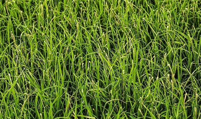 Khẩn trương phòng trừ sâu cuốn lá nhỏ, rầy nâu, rầy lưng trắng