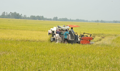 Huyện Vĩnh Lợi mở rộng diện tích tham gia Đề án 1 triệu ha lúa