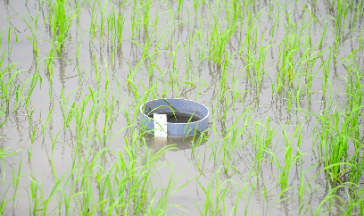 Mở rộng mô hình tưới ngập - khô xen kẽ