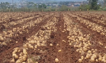Mô hình sản xuất khoai tây tại Tây Nguyên lợi nhuận 100 triệu đồng/ha