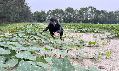 Hà Tĩnh phấn đấu đạt gần 13.000ha cây vụ đông