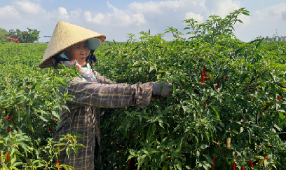 Ớt rẻ bèo, cho không ai hái