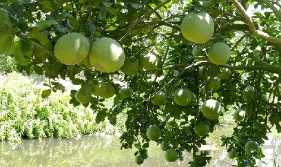 Xâm nhập mặn đến sớm, doanh nghiệp lo thiếu bưởi đạt chuẩn xuất khẩu