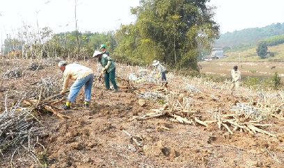 'Ngày tàn' của cây sắn Văn Yên