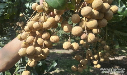 Nhãn chín sớm giá 25.000 đồng/kg, gấp đôi chính vụ