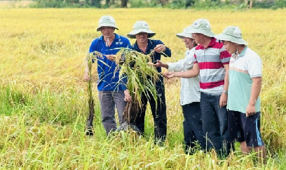 Nông dân vùng đất phèn không còn chật vật với cây lúa