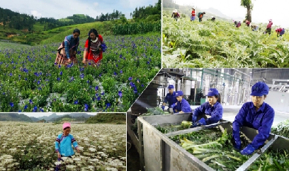Lào Cai chuyển đổi hơn 2.400ha đất sản xuất kém hiệu quả