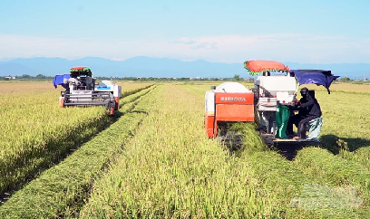 Nông dân Quảng Trị tìm được giống lúa năng suất, chất lượng cao và né lũ