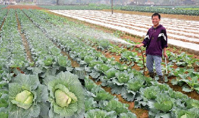 Để sản xuất vụ đông của Nghệ An thực sự hiệu quả