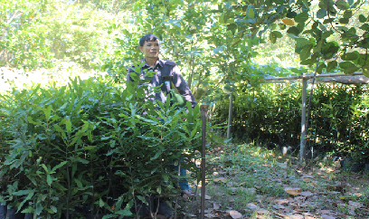 Trồng mắc ca kiểu 'hên xui'