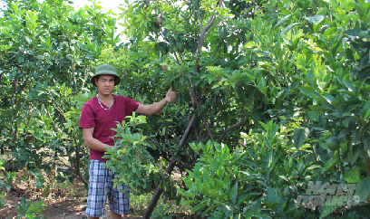 Xã mỗi năm sản xuất 2 triệu cây giống ăn quả