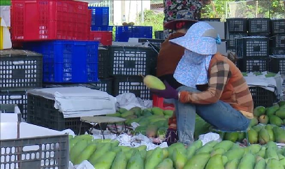 Xúc tiến tiêu thụ và xuất khẩu sản phẩm xoài, nhãn Sơn La