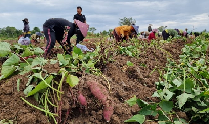 Giá khoai lang chỉ còn 3.500 đồng/kg, Gia Lai kêu gọi hỗ trợ