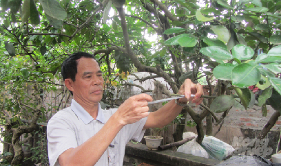 'Phù thủy' ghép thành công hàng chục giống cây