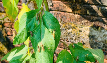 Hà Tĩnh: Châu chấu tre xuất hiện sớm hơn mọi năm