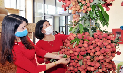 Vải Bắc Giang giá cao hơn mọi năm