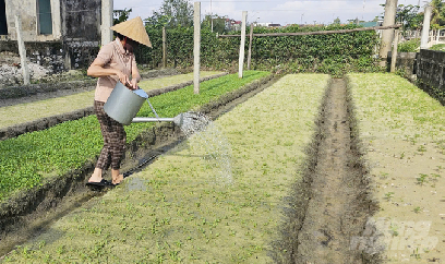 Quanh năm rủng rỉnh tiền nhờ trồng rau trên đất cát