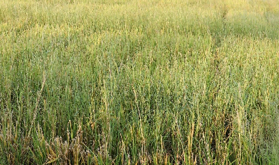 Thách thức của nông dân trong quản lý cỏ dại trên ruộng lúa