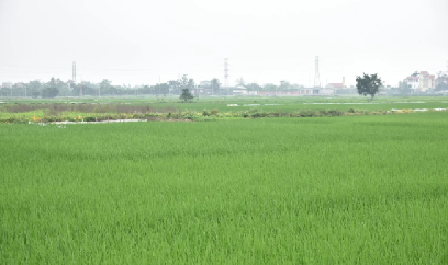 Vụ xuân vào giai đoạn then chốt, cảnh báo sâu bệnh gia tăng