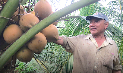 Tiền Giang không bỏ lỡ cơ hội xuất khẩu dừa tươi