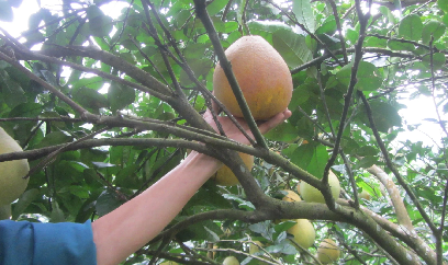 Những lợi thế giúp Tân Lạc trở thành 'vựa' bưởi đỏ lớn nhất nước