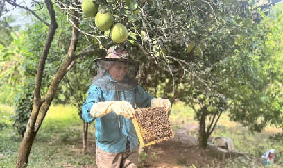 Lúa đông xuân Nam Trung Bộ và Tây Nguyên được mùa chưa từng có