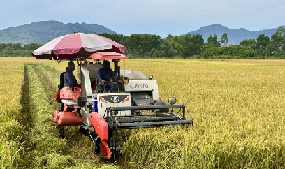 Giá lúa hè thu cao kỷ lục