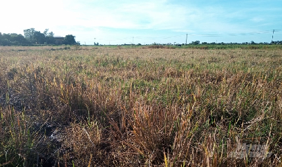 Hơn 1.000 ha lúa phải chuyển đổi, bỏ hoang do thiếu nước