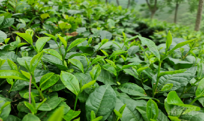 Vùng chè ATK Tân Trào rộn ràng vào vụ